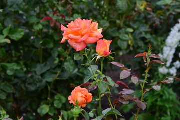 Garden rose in a bright coral