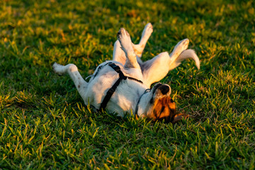 Beagle having fun in grass