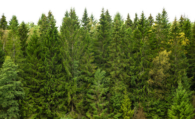Summer green pine forest on the horizon is isolated. The edge of a forest with coniferous trees,...