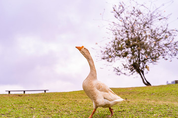 Goose in farm 