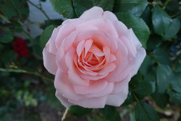 Pink Rose in Garden 3
