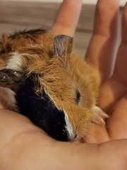 Obraz premium guinea pig in hand