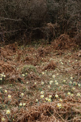 Daffodils grow in the meadow.  Narcissuses.  Glade.  Forest with daffodils
