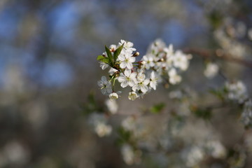 cherry blossoms in may against a blue sky
