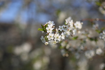 cherry blossoms in may against a blue sky