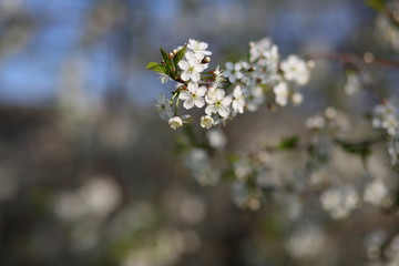cherry blossoms in may against a blue sky
