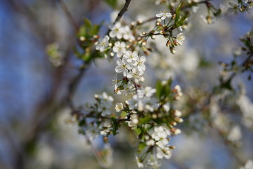 cherry blossoms in may against a blue sky
