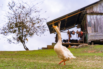 Goose in farm with barn in background