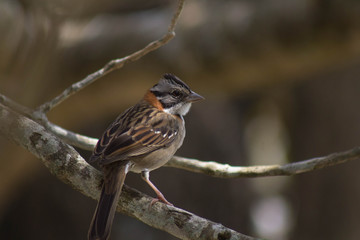 bird on the tree tico tico