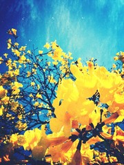 Nahaufnahme von gelben Blumen im Park