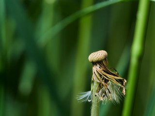 close up of dandelion