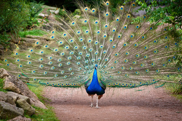 Obraz premium Indian peafowl with open train (Pavo cristatus)