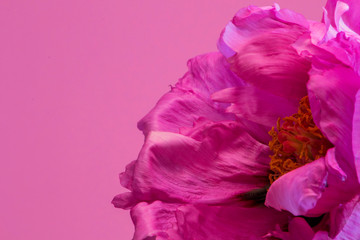 Peony flower closeup. pink tree peony macro photography.