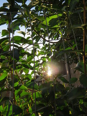 Fototapeta premium sun rays in the forest