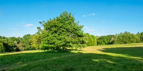 Fototapeta na wymiar Panorama of a tree and green grass outdoors 