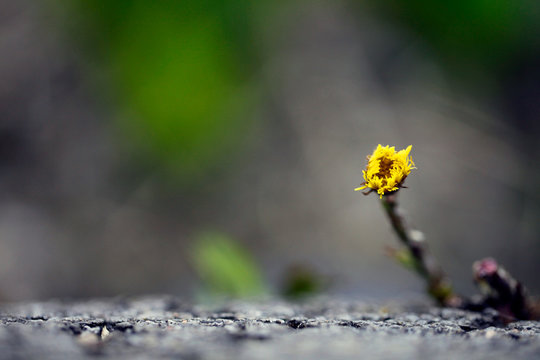 tussilage