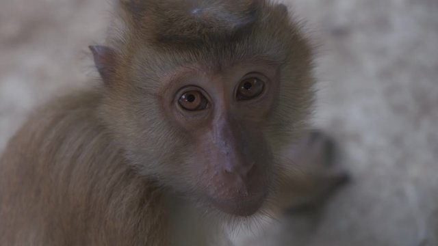 Macaque monkey looking at the camera with curiosity slow motion