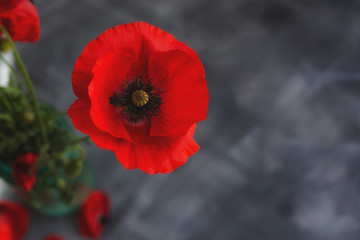 Beautiful red poppy on a grey background. Top view of the Mac. Red scarlet flower in selective focus. Floral background with space for text. Macrophotography of a flower. Spring background.