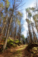 forest in spring Germany 