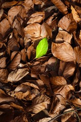 One green leave between brown leaves on the ground