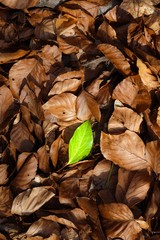 One green leave between brown leaves on the ground