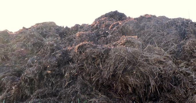 huge flock of small midges over a pile of manure on farm field.