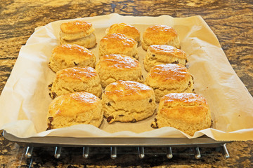 A tray of fresh baked homemade scones just out of the oven.