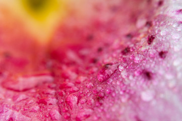 pink water drops