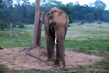 Elefante encadenado en Nepal © CarlosGutierrez
