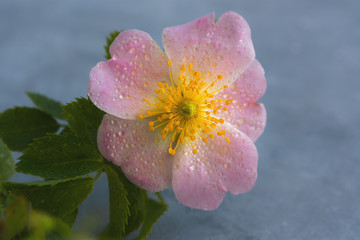 Rosehip flower on a gray background. Top view of the branch of the wild rose. Beautiful pink flower in selective focus. Floral spring background with space for text. Macrophotography of a flower.