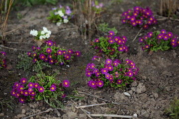 pink  primroses blooming in the garden in spring
