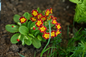 yellow-red primroses blooming in the garden in spring