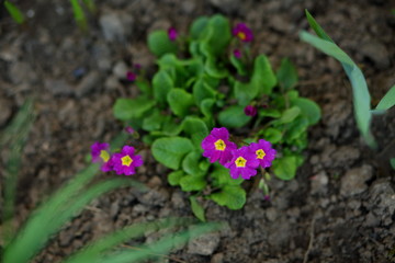 pink  primroses blooming in the garden in spring