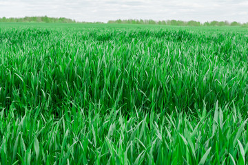 green grass close-up on background blue sky and white clouds