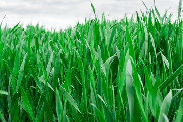 Fototapeta premium green grass close-up on background blue sky and white clouds