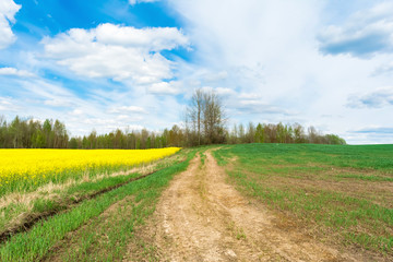 A winding dirt road between dry grass, blooming yellow rape and green grass. On the horizon there are trees against the sky with clouds. Nature spring landscape