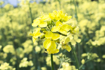 Yellow rapeseed close-up plant rapeseed on yellow background