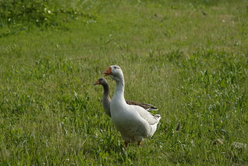couple of geese, white goose in the grass