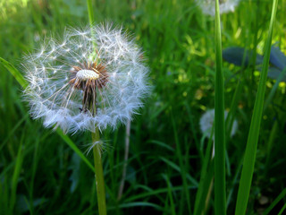 close-up shooting white dandelion and green grass