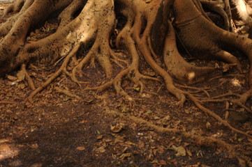 root of tree