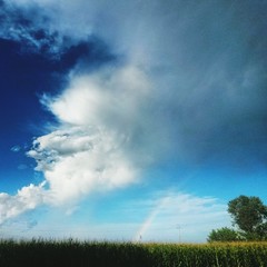 Obraz na płótnie Canvas Surface Level Of Grassland Against Blue Sky And Clouds