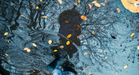 Defocused silhouettes of one unrecognizable walking person and trees as reflection in a puddle on wet city street during rainy day.