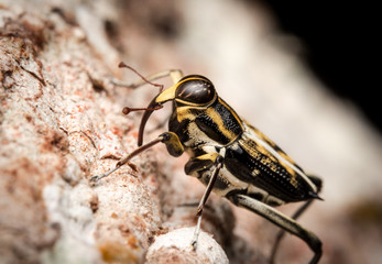 Yellow and black weevil insect macro