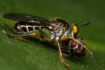 macro asilido feeding from a fly