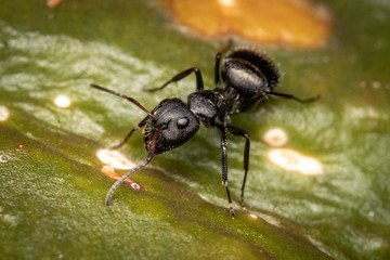 camponotus black ant macro plants and wood garden