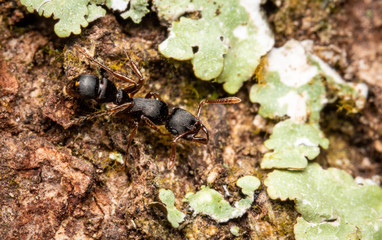 gnamptogenys black ant in the woods 
