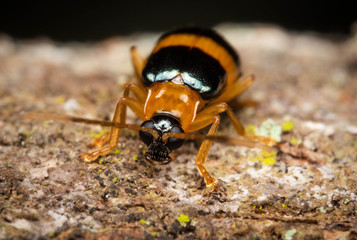 black and yellow macro beetle