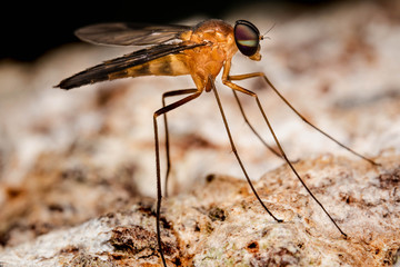 macro yellow fly close photo garden