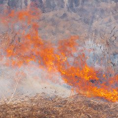 Red-orange fire burning dry grass in meadow of spring forest. Close-up view natural wild fire background