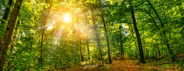Silent Forest in spring on a sunny day with beautiful bright sun rays - obrazy, fototapety, plakaty